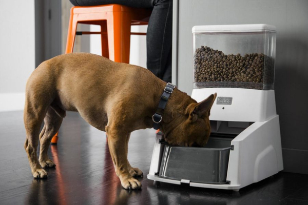 Рейтинг ТОП-10 лучших автоматов для собак и кошек: какой выбрать, отзывы, цена, особенности